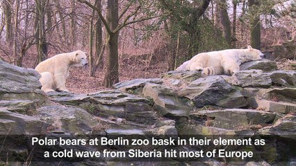 Video herunterladen: Polar bears at Berlin zoo enjoy icy weather