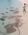 Il nourrit des raies et des requins en bord de plage... Magnifique