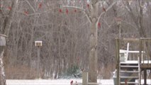 Des dizaines d'oiseaux cardinal rouge viennent manger chez cet habitant de Lebanon, Missouri