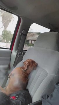 Son chien lui fait la tête parce qu'il lui crie dessus.. trop mignon