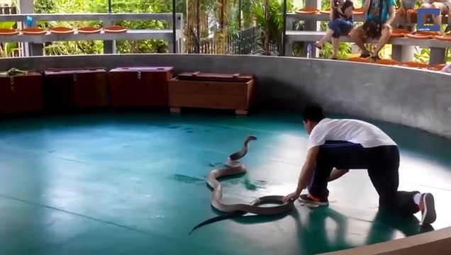 Cet énorme cobra va presque mordre un touriste en plein spectacle à Phuket