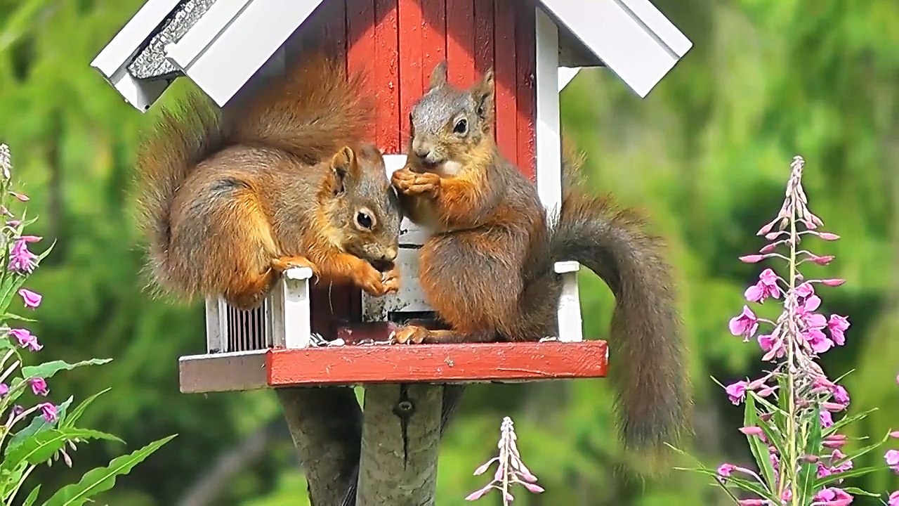 Squirrel Forest Animals Bird