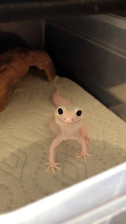 Grinning Gecko Alien