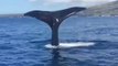 Friendly Whale Puts on a Show for Maui Boaters