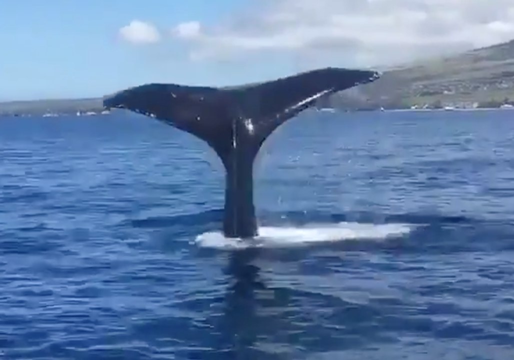 Friendly Whale Puts on a Show for Maui Boaters