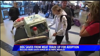 Dog Up for Adoption After Olympian Rescued Her from South Korean Meat Trade