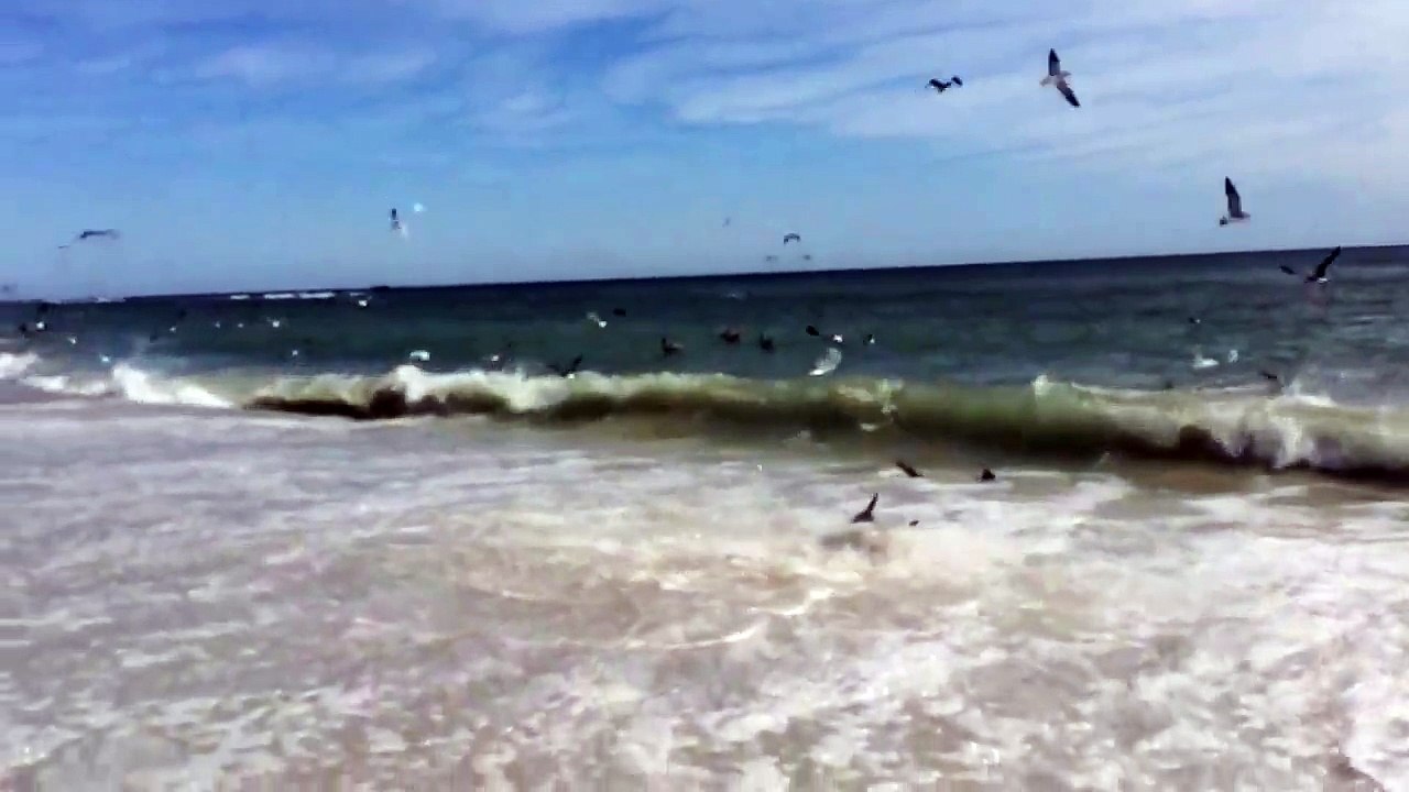 Rare Shark Feeding Frenzy in North Carolina