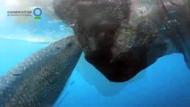 Whale shark sucks fish out of hole in fishing net - Conservation International (CI)