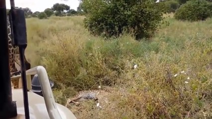 هجوم الأسود الجائعة على الزرافة و صغيرها مشاهد مؤثرة