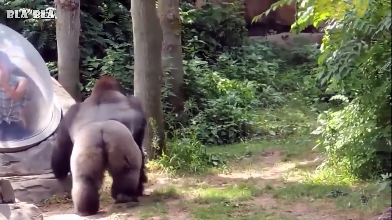 أقوى مشاهد حديقة الحيوانات ! حيوانات لا تعرف ما هو الزجاج ، الجزء الثالث !!