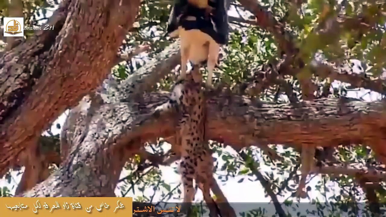 فهد يتأخر في انقاذ صغيره من النسر! لكنه ينتقم من النسر شر أنتقام II روائع انقضاض الفهد