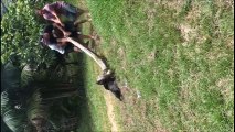 Giant snake attacks dog in Brazil 2018