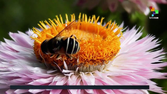 PESTICIDES HARM BEES SAYS EU FOOD AGENCY