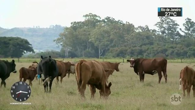 Polícia prende quadrilha que roubava gado e armas no RS