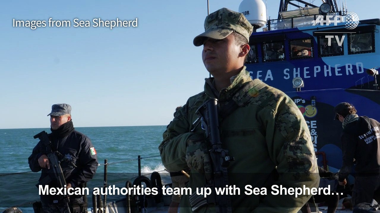 Mexican troops partner with activists to save vaquita porpoise