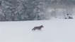 Raubtier trabt im Schnee: Wolf in Schleswig-Holstein