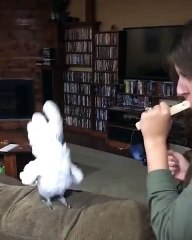 Danse effrénée d'un perroquet sur le son d'un sifflet de train