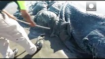 Weird 4m long sea creature washes up on Mexico beach