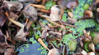 Atlanta Aquaponics Greenhouse - Ryan Dunn