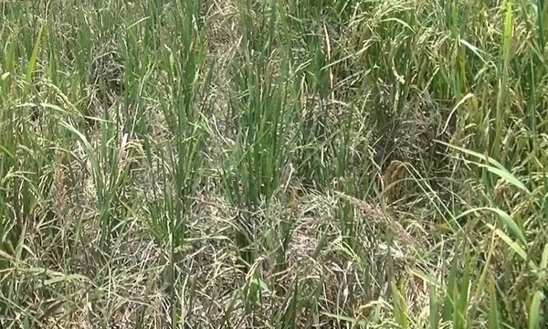 Puluhan Hektar Sawah di Kediri Diserang Tikus
