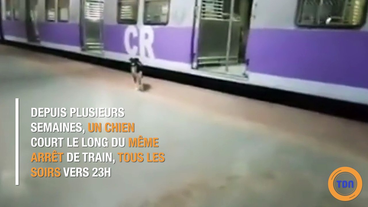 Un chien va tous les soirs au même arrêt de train depuis janvier, découvrez pourquoi !