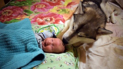Husky helps to take care of the baby