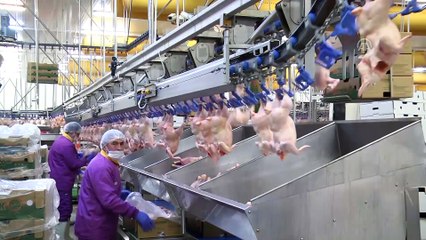 Balıkesir ekonomisini kanatlı sektörü sırtlıyor