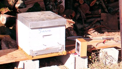 Les abeilles en danger Lycée Palissy Mars 2018