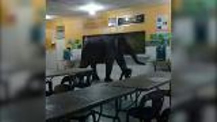 When an elephant comes to school