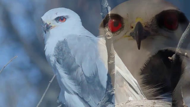 Loài chim có đôi mắt đỏ kỳ lạ săn mồi về đêm