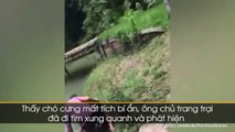 Dân làng truy lùng giải cứu chú chó bị trăn khổng lồ siết chặt dìm xuống sông như phim hành động