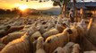 300 Koyun Projesinde Başvurular Yarın Sona Erecek