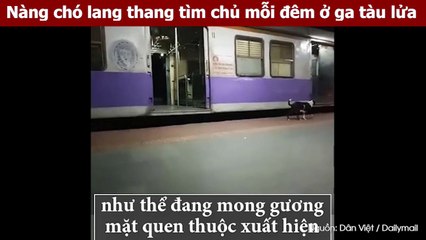Nàng chó lang thang tìm chủ mỗi đêm ở ga tàu lửa