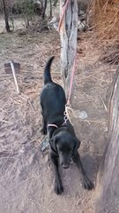 Funny dog slow motion