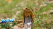 Born to Be Wild: Doc Ferds observes the behavior of the Samar cobra