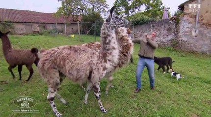 Christophe Dechavanne se prend un coup par un lama - ZAPPING TÉLÉ DU 01/03/2018