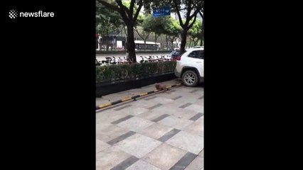 Tiny dog hops over bar with the speed and skill of a Navy SEAL