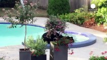 Surprise guest! Bear takes a dip in private pool, Canada