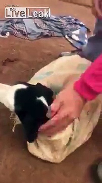 Elle trouve une chienne et ses chiots abandonnés dans un sac au milieu de la route