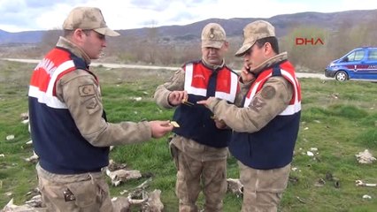 Tokat'ta, Boş Arazideki Büyükbaş Hayvan Kemikleri Şaşırttı