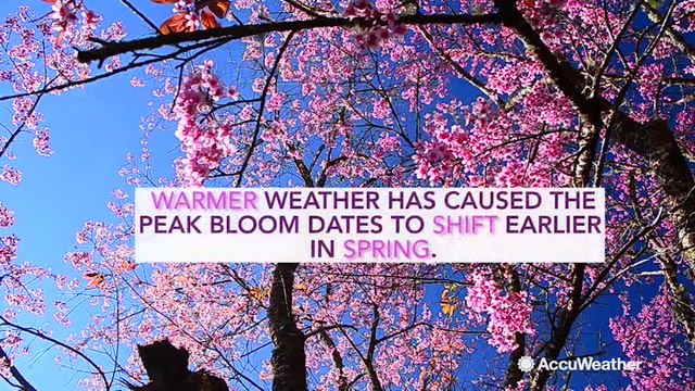 Climate change affecting peak bloom of DC's famous cherry blossoms
