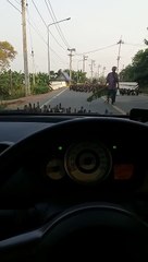 Des milliers de canard bloquent la route