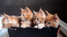 Des chatons mignons dans une boite en carton