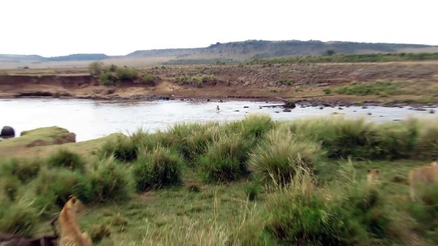 un zébre échappe aux lions après une traversée
