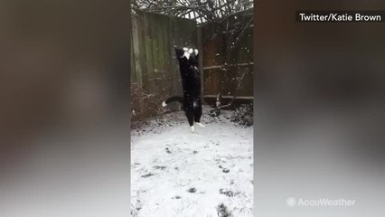 This cat trying to catch snowballs may be the best thing you see all day