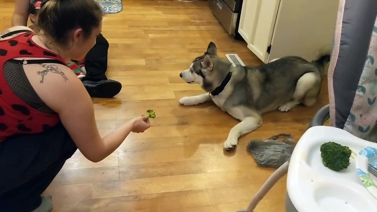 Huskie vs broccoli