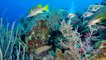 World's Best Diving: Little Cayman's Southern Cross Club Resort