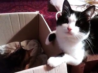 Кот переживает рождение котят