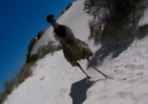 Emu Charges at Man at Jurien Bay, Western Australia