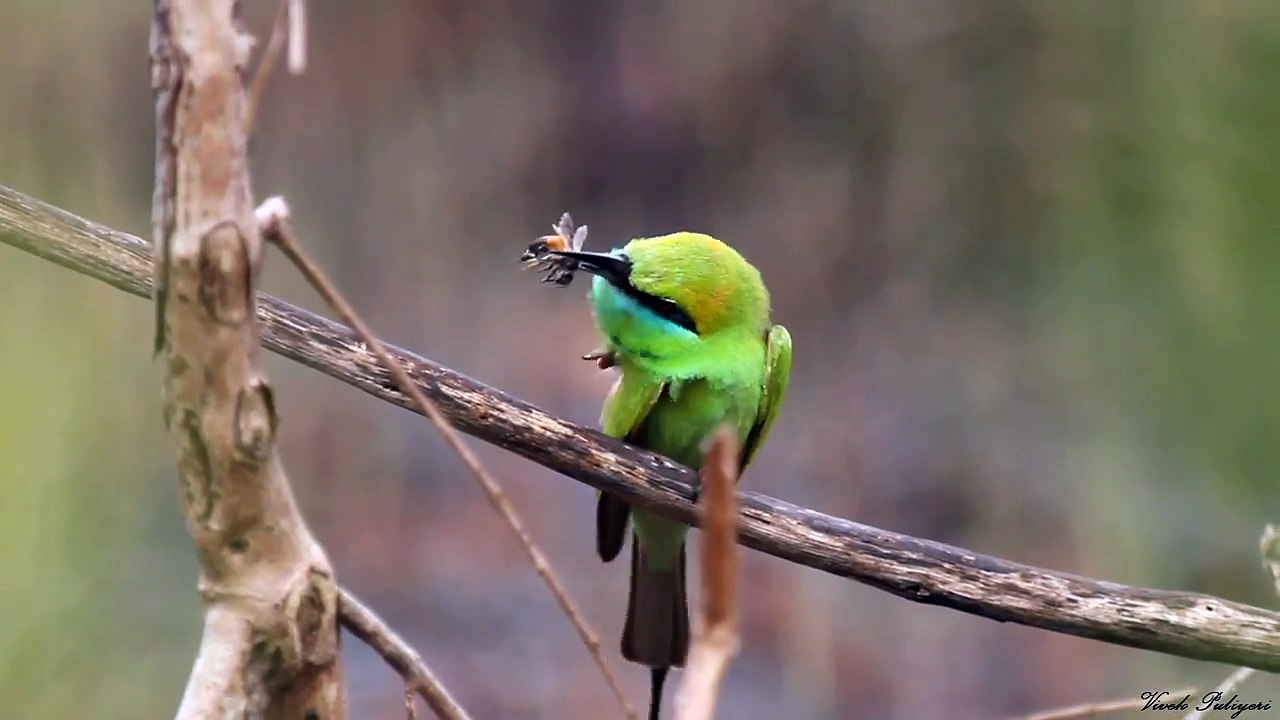 Art_of_Bee_Eating__Green_Bee_eater